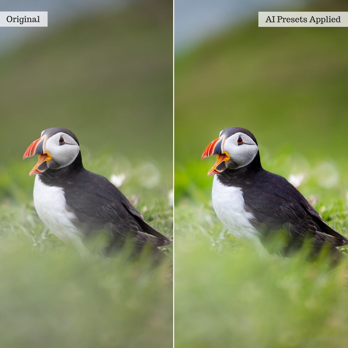 Landscape, Wildlife &amp; Animals Artificial Intelligence (AI) Retouch Toolkit Lightroom Presets – Desktop