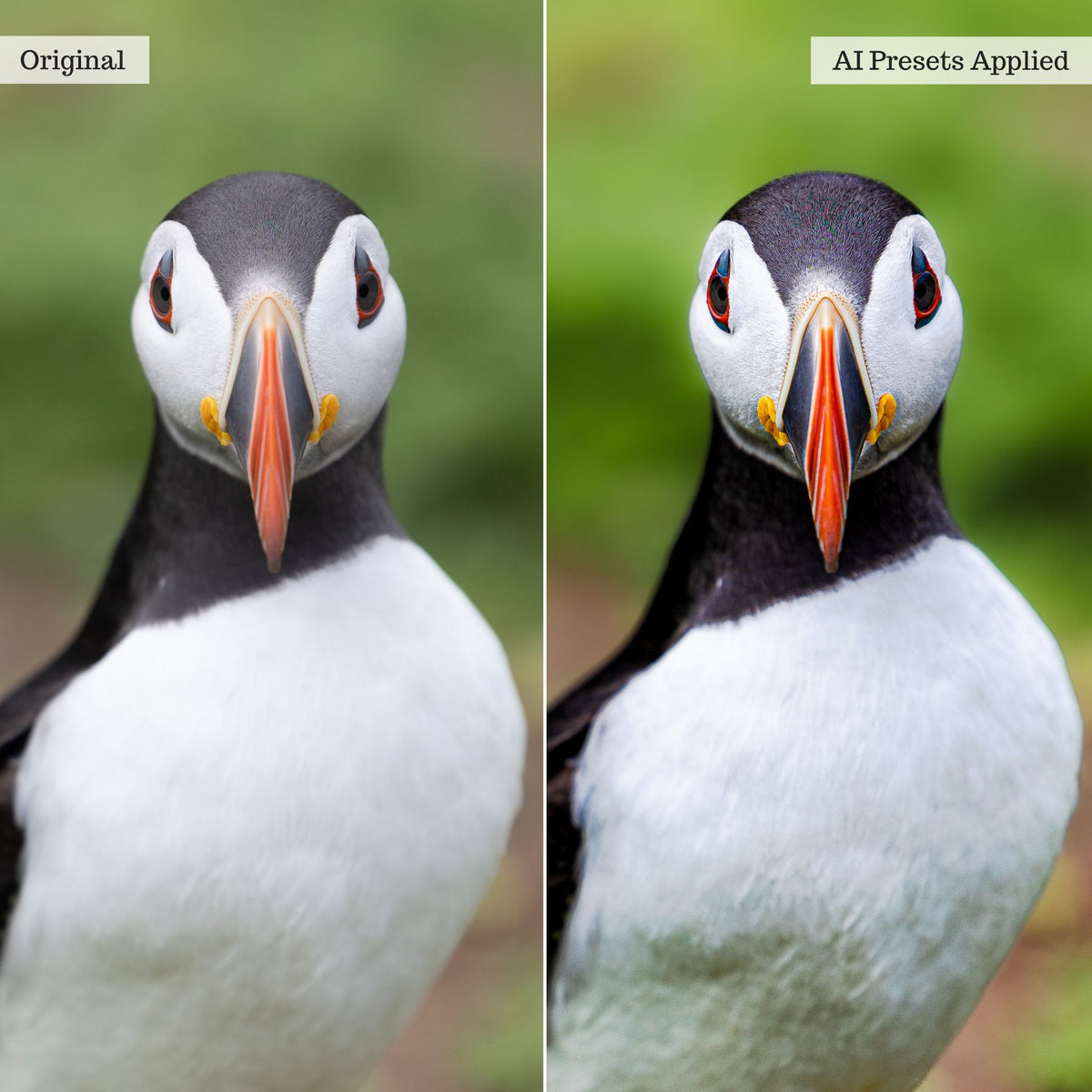 Landscape, Wildlife &amp; Animals Artificial Intelligence (AI) Retouch Toolkit Lightroom Presets – Desktop