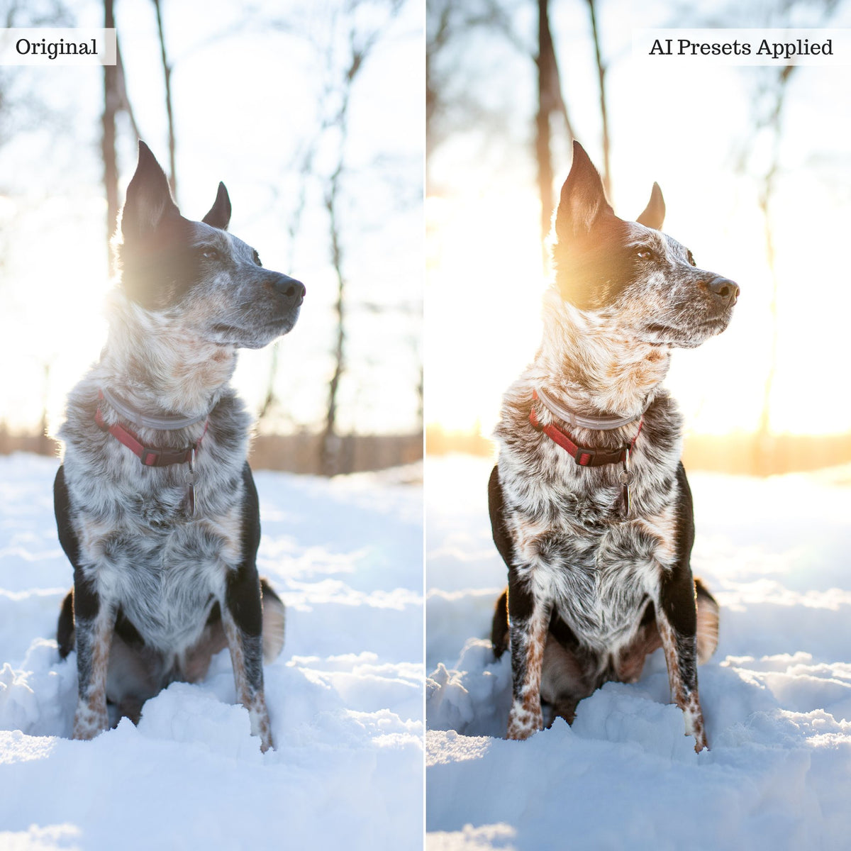 Landscape, Wildlife &amp; Animals Artificial Intelligence (AI) Retouch Toolkit Lightroom Presets – Desktop